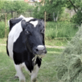 высокоудойные коровы