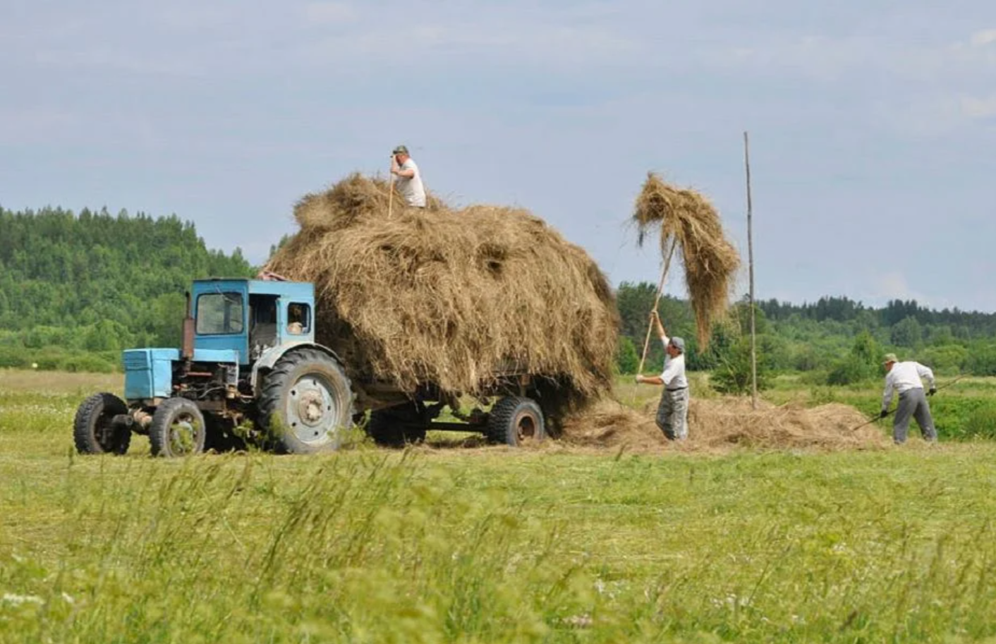 Сено косим. Сенокос на тракторе МТЗ 82. Трактор т 40 сенокос. Трактор в деревне сенокос. Трактор МТЗ на сенокосе.