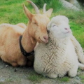 козы и овцы