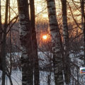 фото вечернего зимнего леса