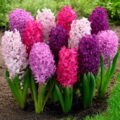 Гиацинт - один из красивых цветов для вашего сада