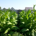 Выращивание-табака-на-своем-участке